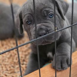 Red Collar - Rudolph - Gray male Cane Corso puppy in Lake Elsinore, California from CRUCIAL CANE CORSOS