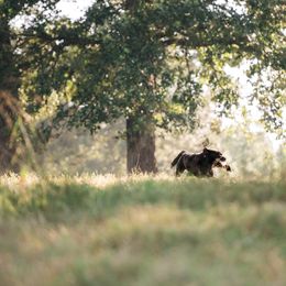 Labrador Retrievers from Sojourn Labrador Retrievers