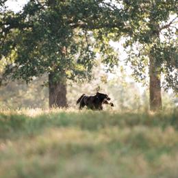 Labrador Retrievers from Sojourn Labrador Retrievers