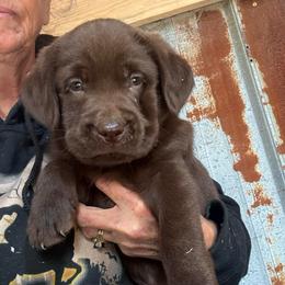 Winston - Boy 6 - Chocolate male Labrador Retriever puppy in Brandywine, Maryland from QVR Labradors and Leonbergers