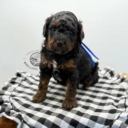 Boy 1 - Black and tan male Cavapoo puppy in Maryville, Missouri from Rolling Acres Doodles and Poodles