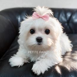 Olivia - White female Maltese puppy in Tampa, Florida from Petite Pawz