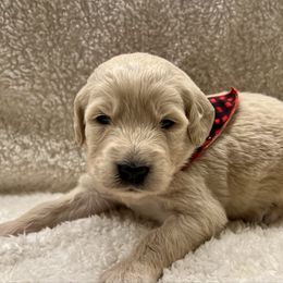 Blitzen - Cream male Goldendoodle puppy in The Woodlands, Texas from Gracie's Goldendoodles and Bernedoodles