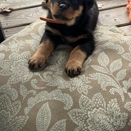 Rottweiler Puppies from CG Rottweilers