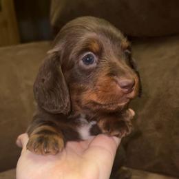 Theodore - Chocolate and tan male Dachshund puppy in Goldthwaite, Texas from Mini Mama Dachshunds