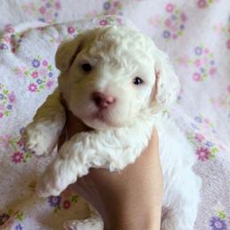 Sophie - White female Poodle puppy in Southfield, Michigan from Standard Hearts