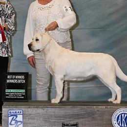 River - Labrador Retriever