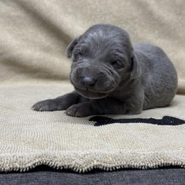 Blue boy - Blue male Weimaraner puppy in Lancaster, Kentucky from Heavy Hollow Farm