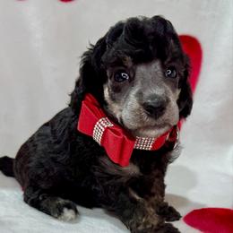 Red- will be Silver Phantom - Phantom female Poodle puppy in Simms, Texas from Donna’s Aussies & Pink Heart Poodles