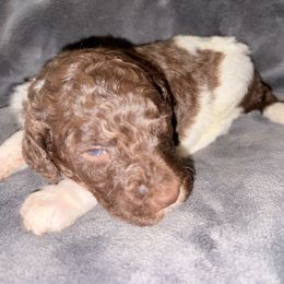 Calvin - Parti male Poodle puppy in Meadowbrook, California from Standard Poodle Pups