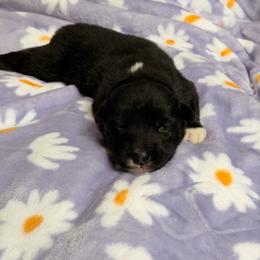 Ranger - male Nenets Herding Laika puppy in Rockville, Maryland from Skais the Limit
