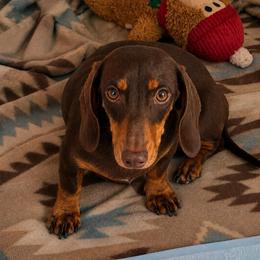Boba - Dachshund