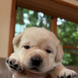 Labrador Retriever Puppies from Krys Ruth