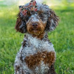 Lola - Poodle