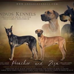 Great Dane puppies from UNDAD'S KENNELS
