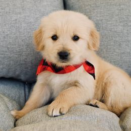 Goldendoodle, Golden Retriever, and Poodle Puppies from St. Barx Kennel Company