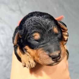 Miss Red - Black and tan female Airedale Terrier puppy in Mooresville, North Carolina from Farm 55