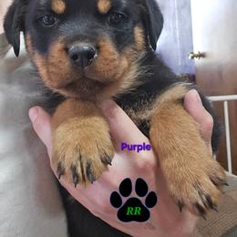 Purple - Black and mahogany female Rottweiler puppy in Tangent, Oregon from Raya's Royals