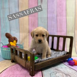 Sassafras - Yellow female Dilute Retriever puppy in Forest City, Iowa from Helm Labs