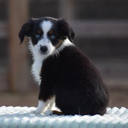 Bell - Black tri female Miniature American Shepherd puppy in Chocowinity, North Carolina from Foxtail Hollow