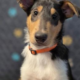 Jasper - Black white and tan male Collie puppy in Oregon City, Oregon from Laurelee Collies