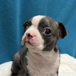Aladdin - Blue male Boston Terrier puppy in Wellington, Ohio from Twist of Faith Farms
