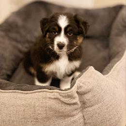 Sage - Black tri-color female Australian Shepherd puppy in Morehead City, North Carolina from Crab Point Australian Shepherds