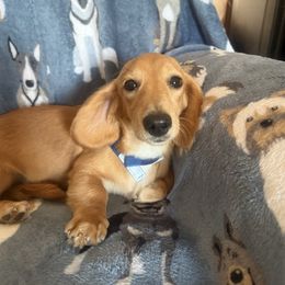Max - Red male Dachshund puppy in Lakecreek, Oregon from Forever Doxie
