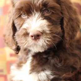 English Springer Spaniel and Springerdoodle Puppies from Family Raised Doodles