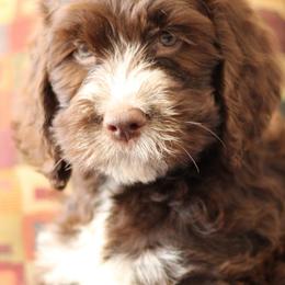 English Springer Spaniel and Springerdoodle Puppies from Family Raised Doodles