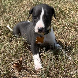 Klinton - White and black male Whippet puppy in West Plains, Missouri from Sycamore Ridge Puppies