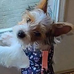 Daisy mae - Yorkshire Terrier