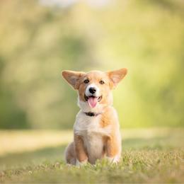 Purple collar - Pancake - Sable female Pembroke Welsh Corgi puppy in Waverly Hall, Georgia from 6g Ranch Corgis