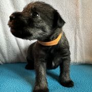 Boy 4 - male Standard Schnauzer puppy in Medina, Ohio from Nordic Sky- Standard Schnauzers