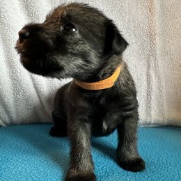 Boy 4 - male Standard Schnauzer puppy in Medina, Ohio from Nordic Sky- Standard Schnauzers