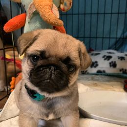 Pug Puppies from Dixie Pugs of Tn