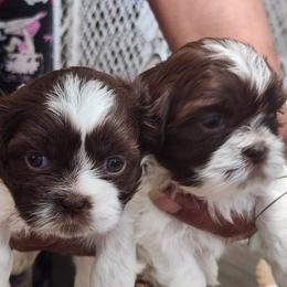 Shih Tzu Puppies from Kuddly Creatures