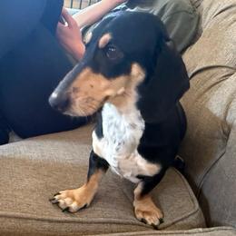 Tucker - Black and cream male Dachshund puppy in Coopersburg, Pennsylvania from Barks and Burrows