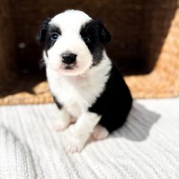 Jack - Black tri-color male Australian Shepherd puppy in Unionville, Iowa from Soap Creek Kennels