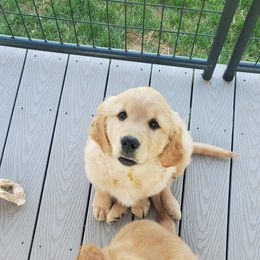 Golden Retriever Puppies from Emma's Golden Puppers