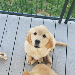 Golden Retriever Puppies from Emma's Golden Puppers