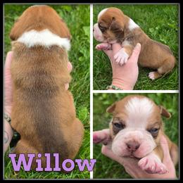Willow - Brown brindle female Olde English Bulldogge puppy in Merrill, Michigan from Haase Family Kennels