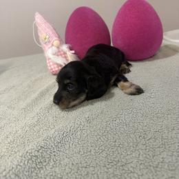 Priscilla - Black and tan female Dachshund puppy in Dawson, Alabama from Bells Dashing Dachshunds