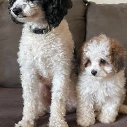 Cavapoos and Poodles from Bright Morning Star Pups
