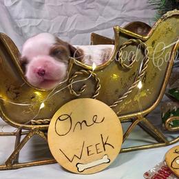 TBD Blenheim female 2 - Blenheim female Cavalier King Charles Spaniel puppy in Kermit, West Virginia from Stonecoal Cavaliers