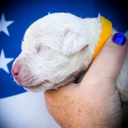Chloris- Girl 1 - White female Dogo Argentino puppy in San Diego, California from Debonair Dogos