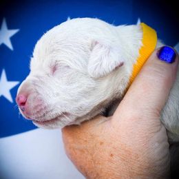 Chloris- Girl 1 - White female Dogo Argentino puppy in San Diego, California from Debonair Dogos