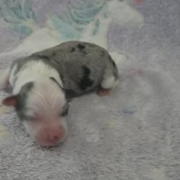 Boy 2 - Blue merle male Miniature American Shepherd puppy in Tiskilwa, Illinois from First Harmony Farms