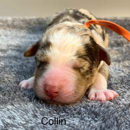 Collin - Chocolate merle male Bernedoodle puppy in New Ringgold, Pennsylvania from Hawk Mountain Doodles