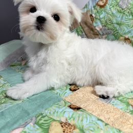 Mickey - White male Maltese puppy in Phoenix, Arizona from Bella Dolce Maltese